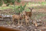 Deer near cabin